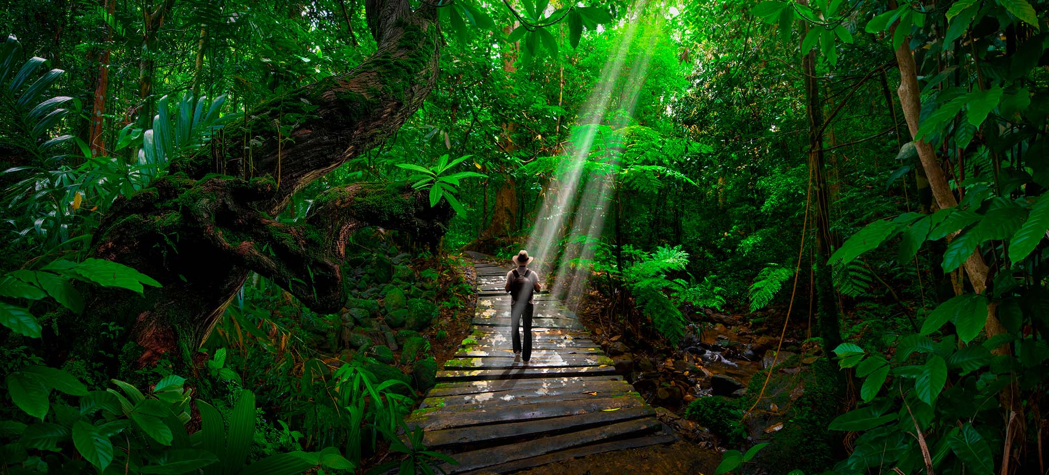 Imagen de un paraje en la selva y un hombre parado de espaldas