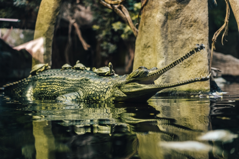 Cocodrilo con tortugas en estanque del parque Kabah cancun