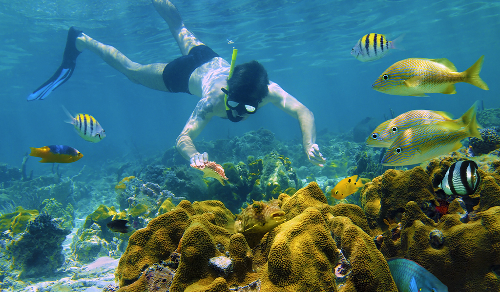 Hombre buceando bajo el agua mira a una estrella de mar en un arrecife de coral con peces tropicales, mar Caribe, Playas para visitar.