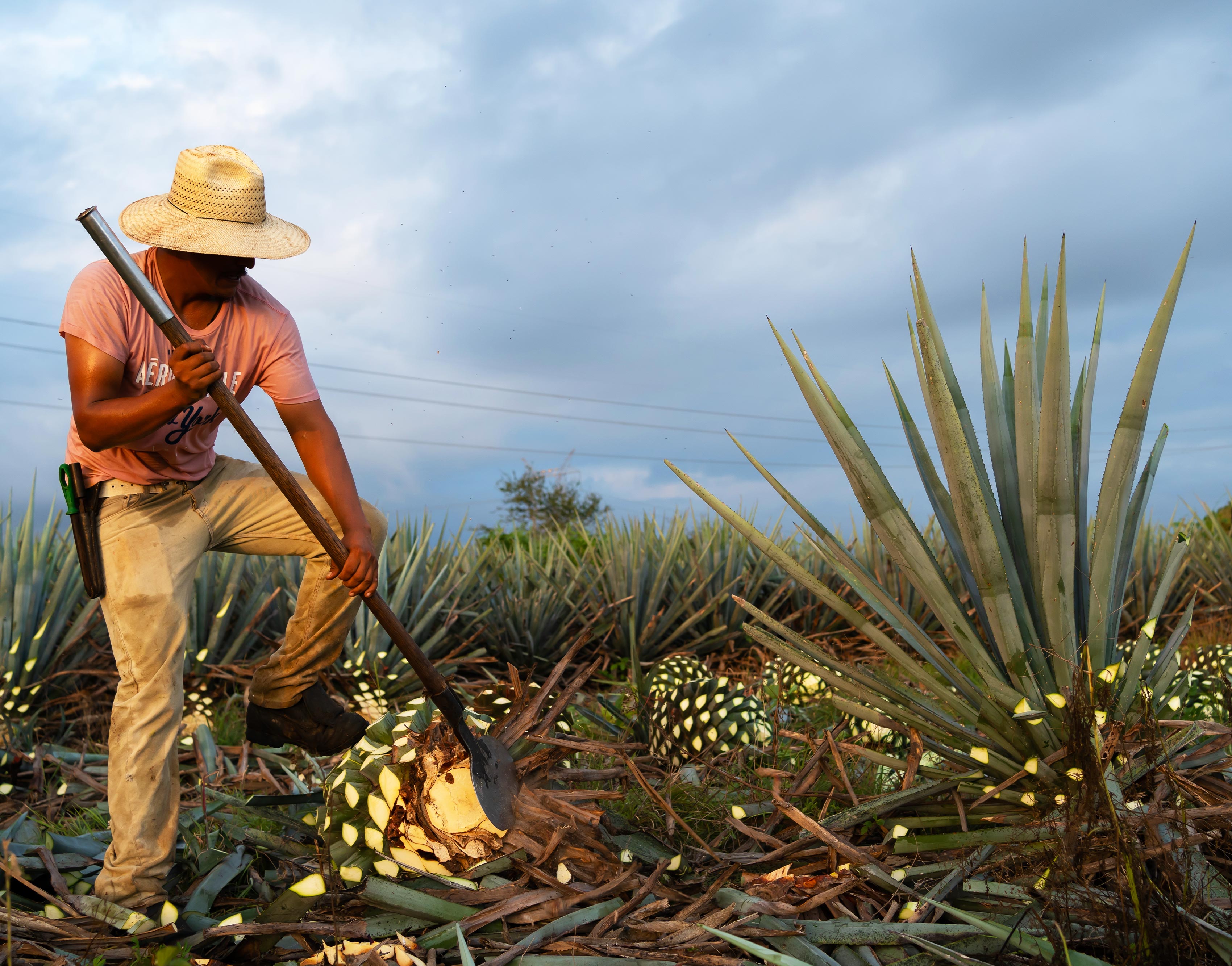 La Ruta Del Tequila Un Viaje Inolvidable Por Jalisco Avis Blog