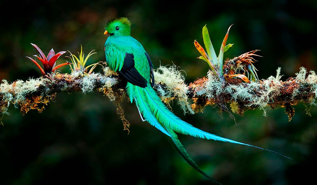  Un bello Quetzal en la selva de Chiapas