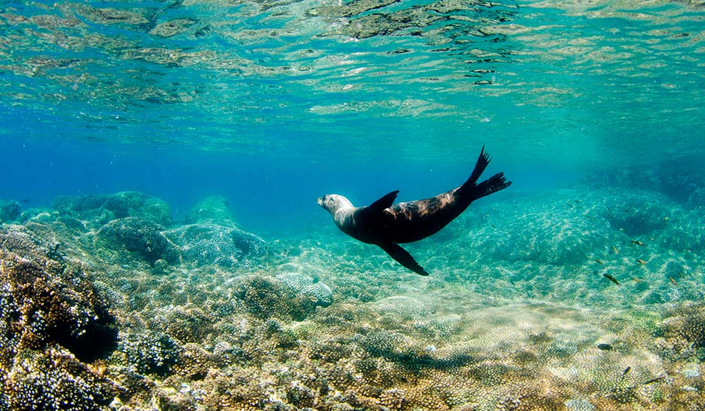 León marino en las aguas turquesa de Espíritu Santo