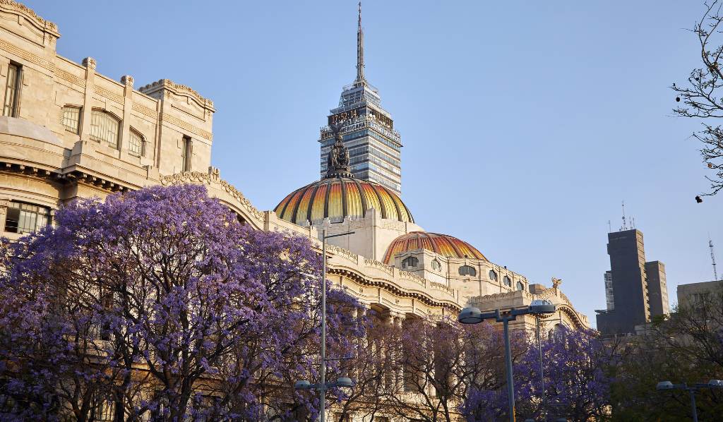 Coloridos jacarandás florecen en la Alameda Central junto al Palacio de Bellas Artes y la Torre