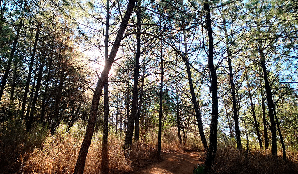 Bosque verde, pinos en la Sierra del Tigre Tapalpa Jalisco