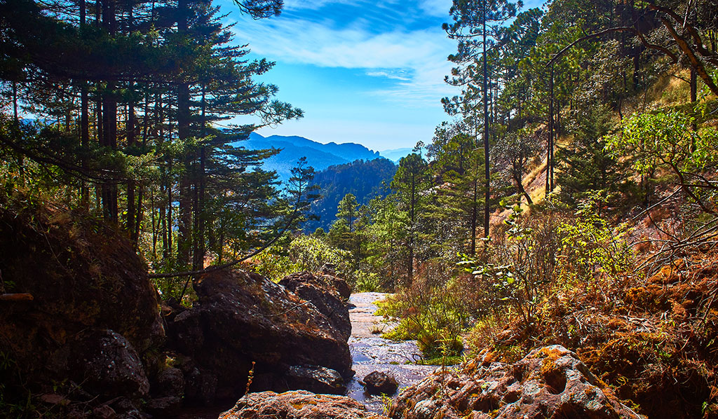 paisaje forestal, sierra madre occidental en Durango México