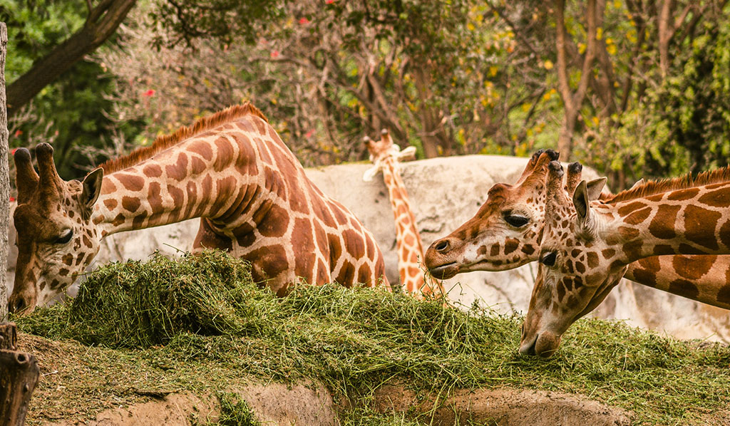 grupo de jirafas comiendo en la roca, zoológico de méxico