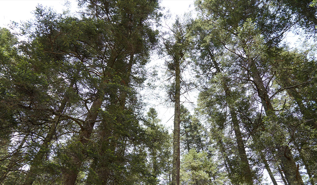 Paisaje de un bosque del norte de México