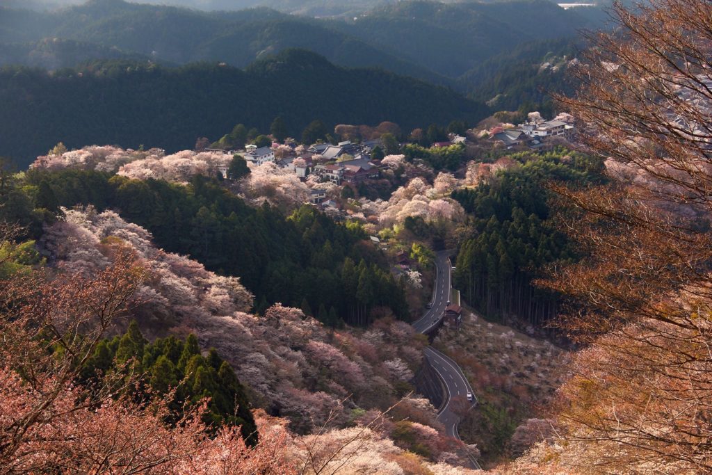 Monte Yoshino, el mejor lugar para ver la temporada de cerezos en Japón.