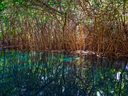 Cenotes imperdibles que debes visitar en auto
