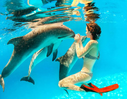 experiencia inolvidable de nadar con delfines