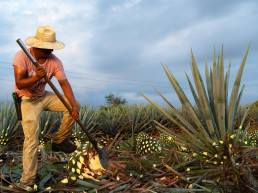 hombre cortando agave