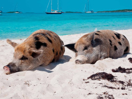 Cerditos en la playa Pig Beach México