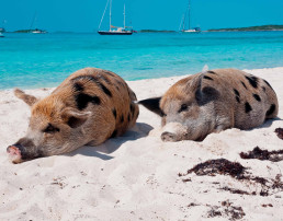 Cerditos en la playa Pig Beach México