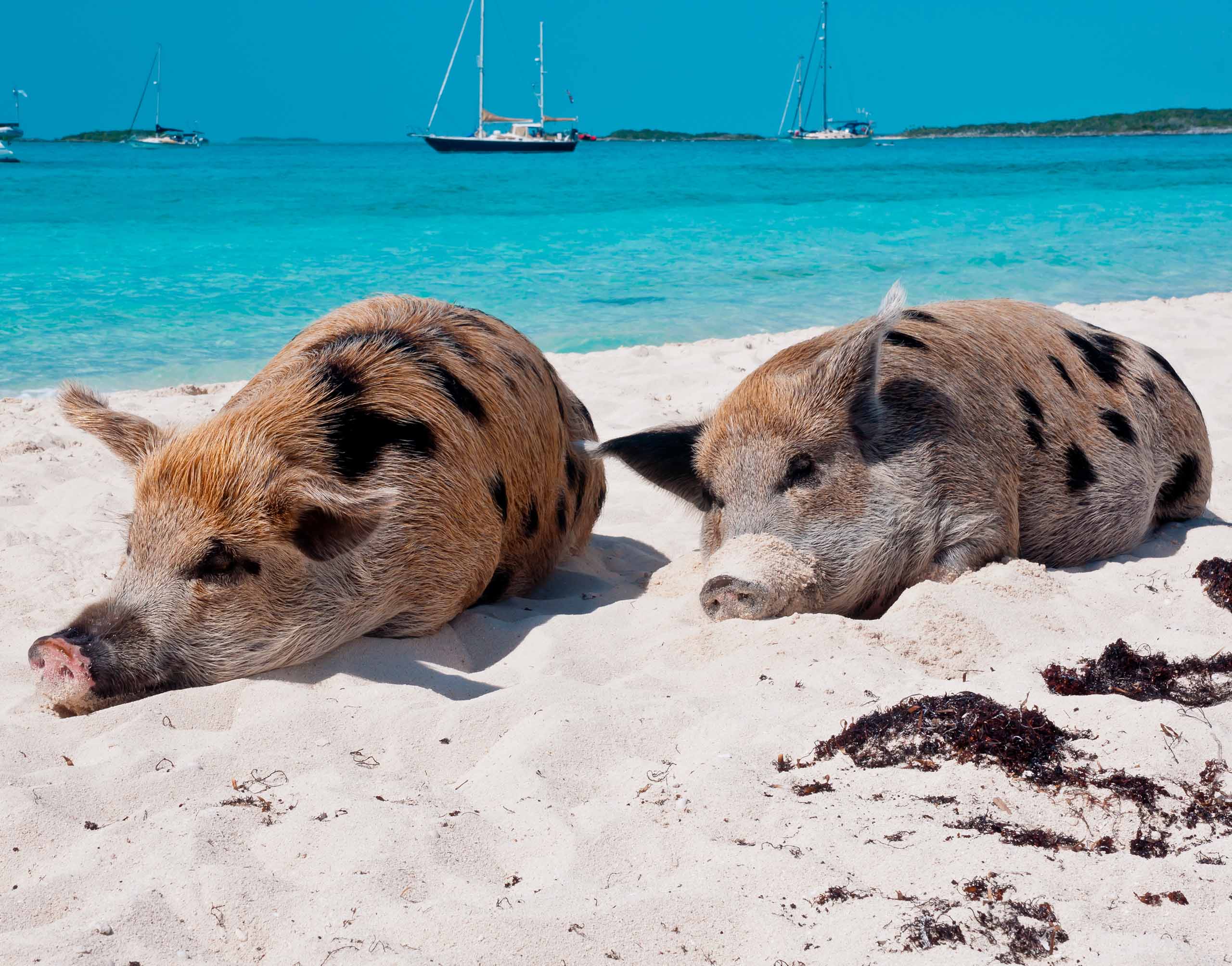 Vive la magia de la Pig Beach en Yucatán, México | Avis Blog