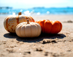 grupo de calabazas pequeñas y calabazas en la arena de la orilla de fondo del océano para copia otoño otoño