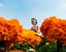 Un montón de catrinas producto del desfile anual, cempasúchil de damastica